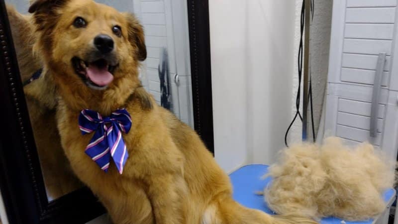 Perro marrón con lazo azul en mesa de grooming azul al lado de pelo deslanado