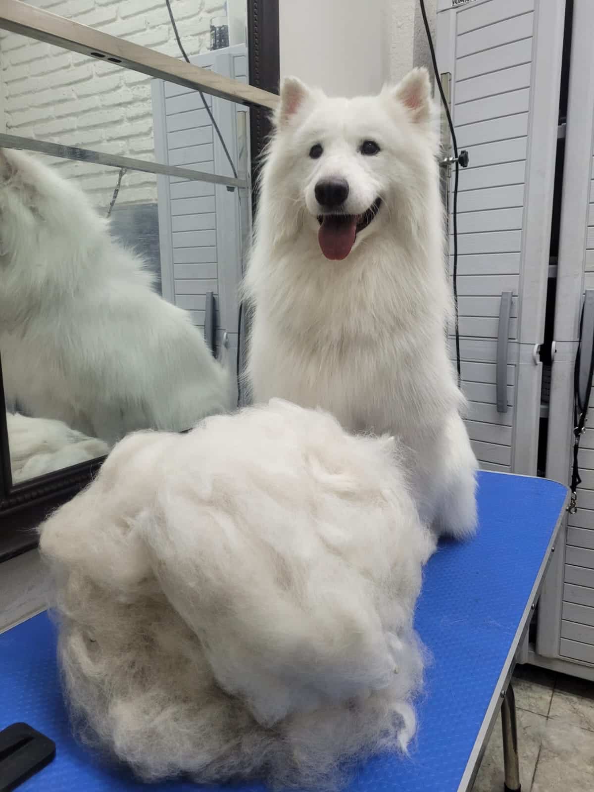 Deslanado de perro samoyedo