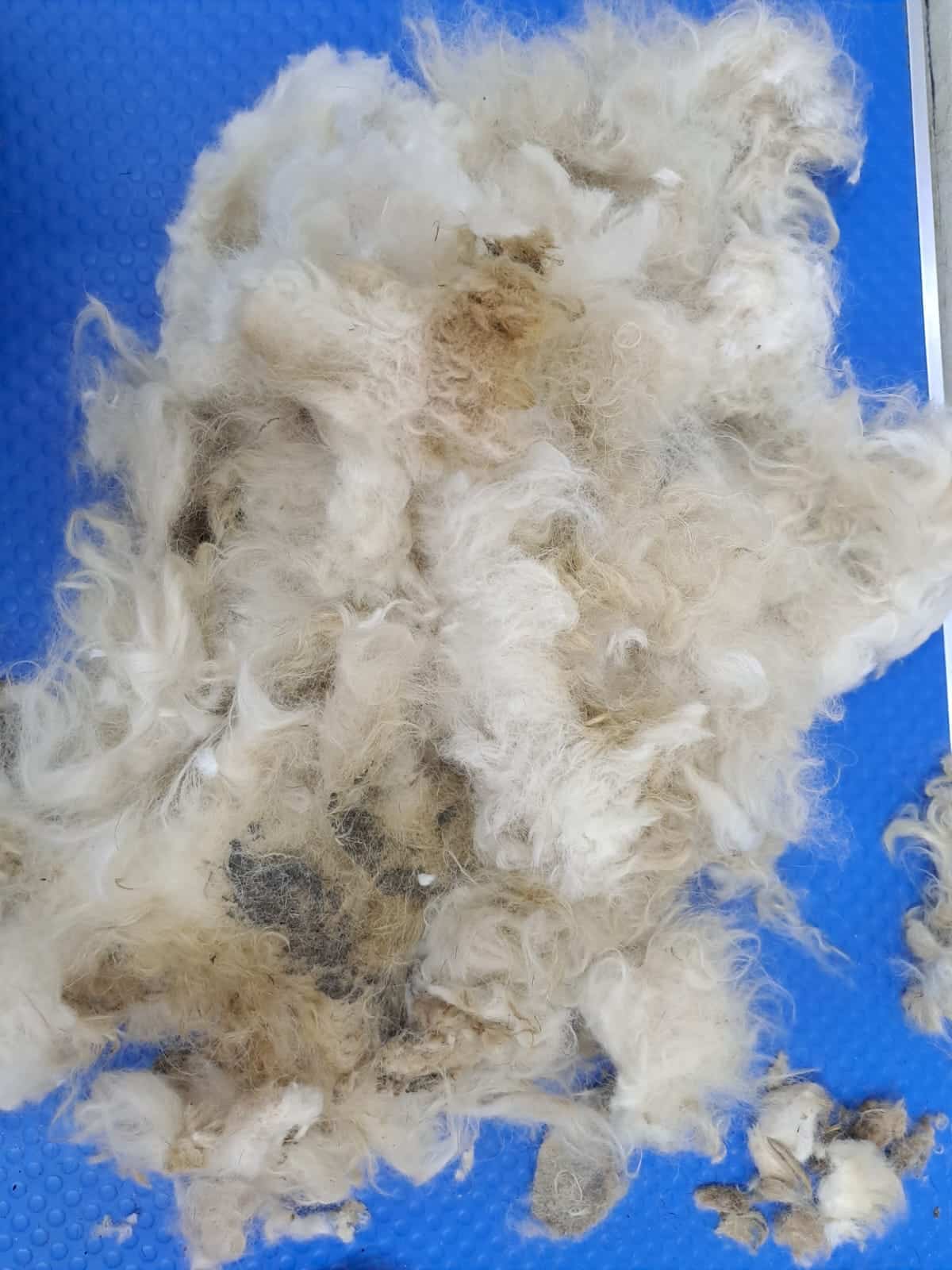 Pelo anudado de poodle en mesa azul de peluquería