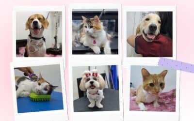 Peluquería Canina y Felina: La importancia de mantener a las mascotas aseadas