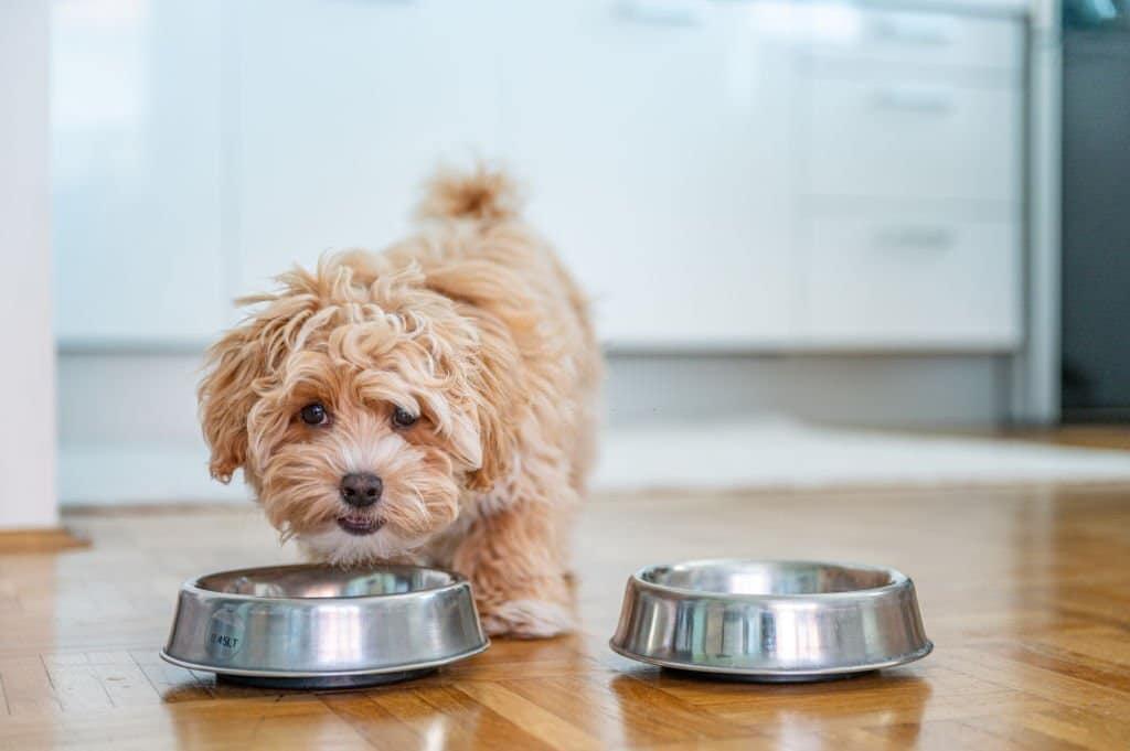 Alimento de perros